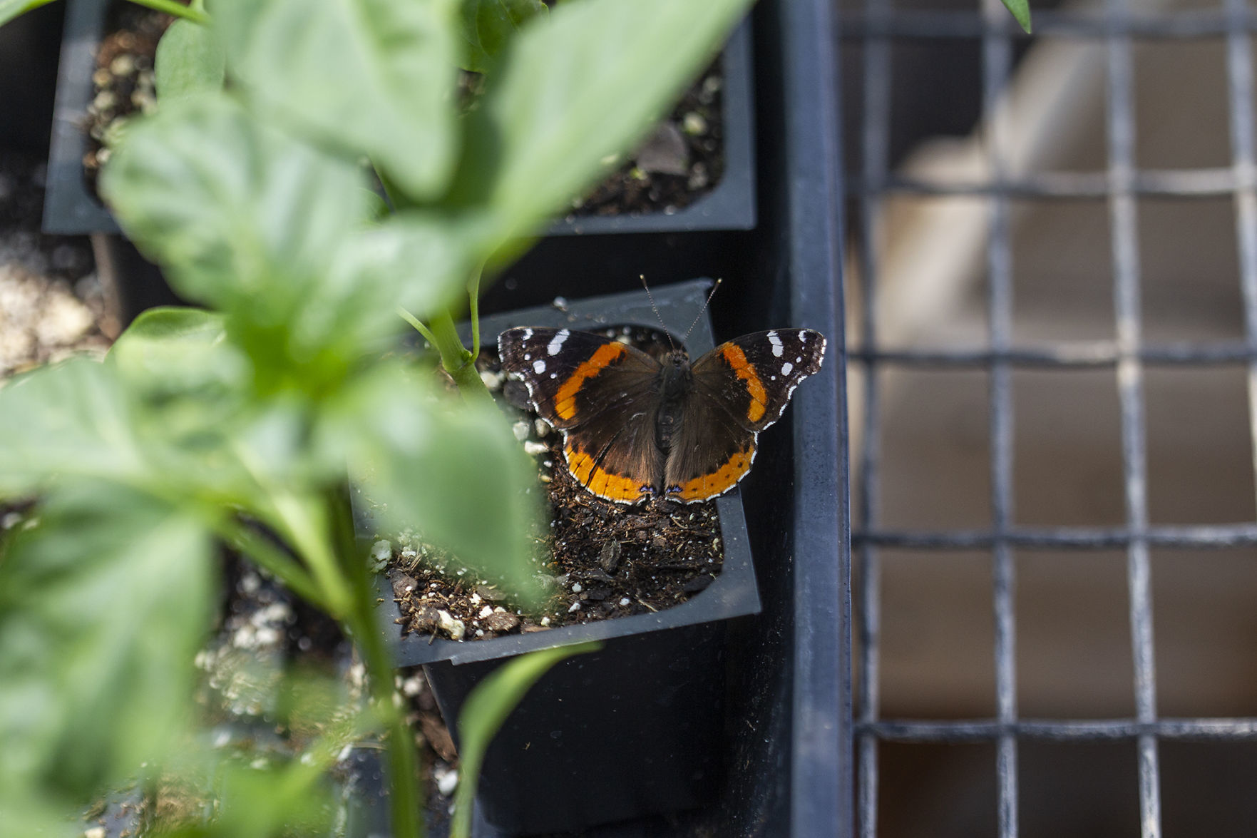City Greenhouse